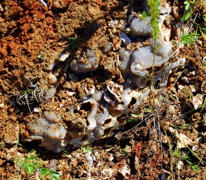 Blue Druse Weathering Out