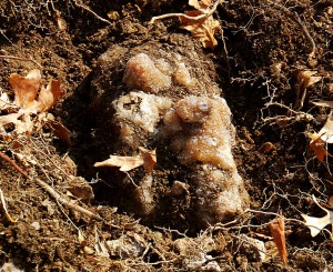 Brown Druse Ralph Found in Ground