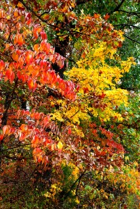 Fall Color on the Hill