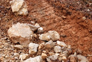 It Was Kind of Hiding Behind This Big Rock