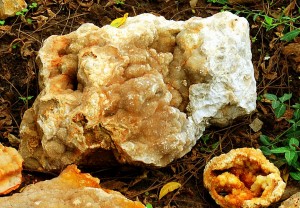 Large Druse in Flowerbed