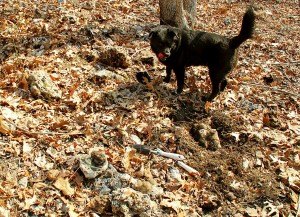 Missy Guards Druse Ralph Found in Ground