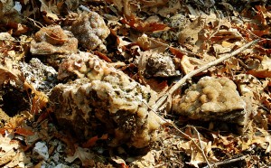 More Small Pieces Ralph Found