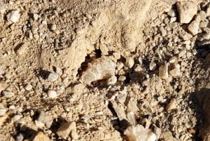 Pocket Starts Producing Poker Chips