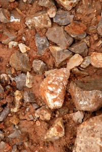 See a Couple of Pine Cones Together