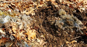 Then Ralph Saw This One