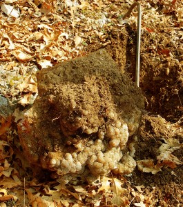 What a Chunk of Druse