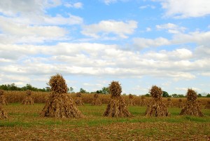 73 Amish Corn Shocks