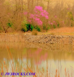 33A Red Bud Reflection