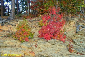 15 Fall Shrubs In Shale