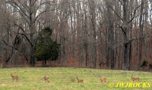 20 Deer in Field Leaving Mine