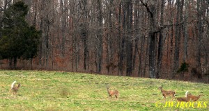 21 Deer Flee For Safety of Woods