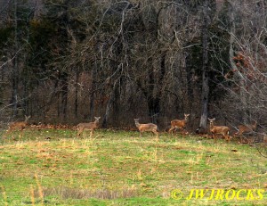 22 Deer At Edge of Woods