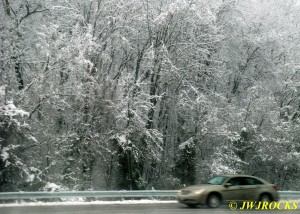 33A Heavy Snow on Trees