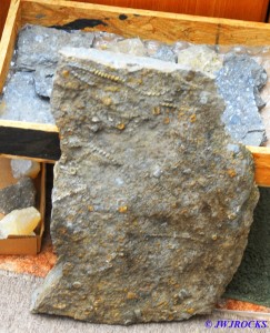 Huge Fossil Slab and Box of Fossil Plates