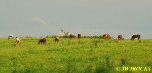 25 Pretty Horses Sat PM Sunlight