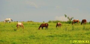 27 Pretty Horses Sat PM Sunlight