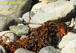 Willow Creek Beach Kelp 0919 12