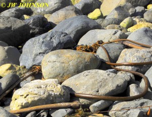 Willow Creek Beach Kelp 0919 13