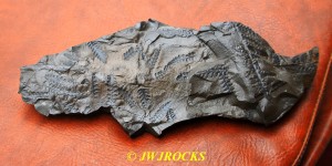 00 Razorback Fossil Slate