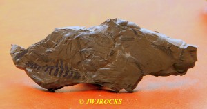 00B  Razorback Fossil Slate