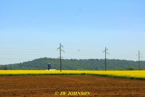 02 Flower Fields Near Fredonia KY