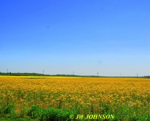 05 Flowers As Far As One Can See