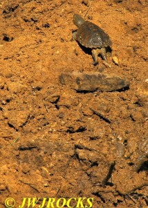 79 Turtle Escapes Old Pit