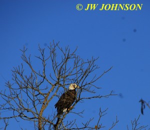 02 Bald Eagle in Tree Near Houston