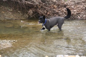 Phils Location Onyx in Creek - Chucks Pix