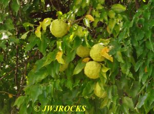 14-hedgeapples-tri-state-museum-tree