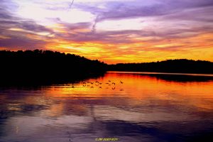 thurs-evening-nov-10th-geese-flying-across-lake
